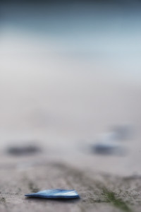 shell