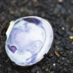 shell