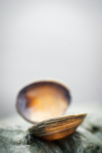 shell
